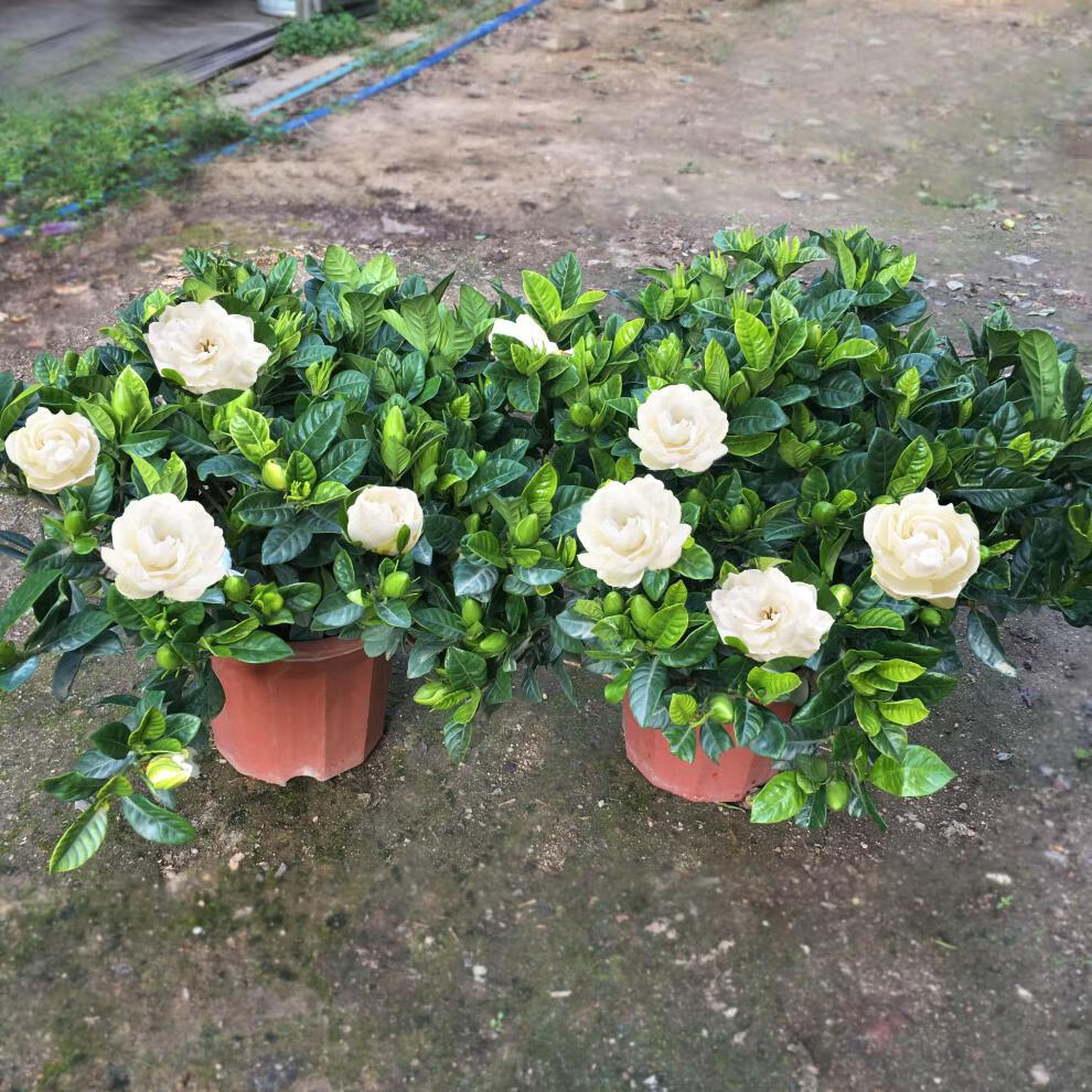 大叶栀子花单杆重瓣大花牡丹栀子盆栽开花香阳台花卉观花 230#大盆