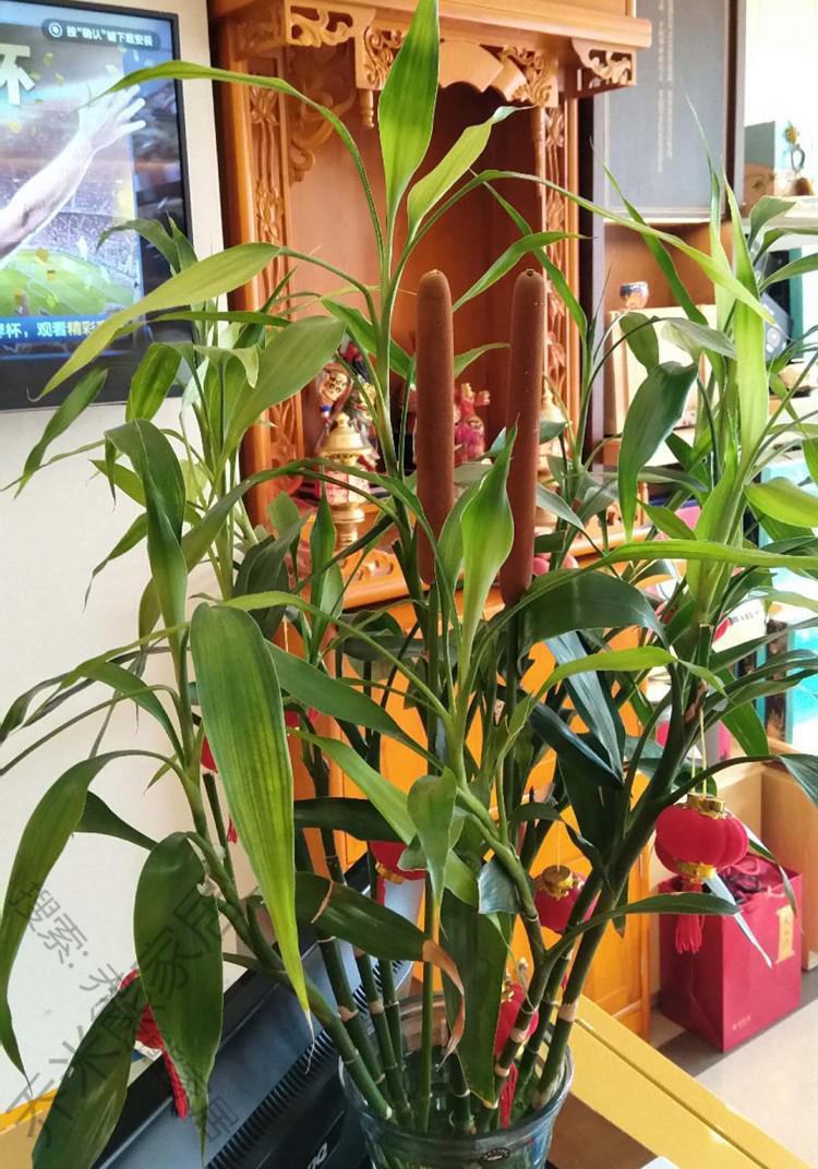 支蒲棒香蒲草水蜡烛真花干花干枝干草插花装饰摆饰摄影道具现采12支装