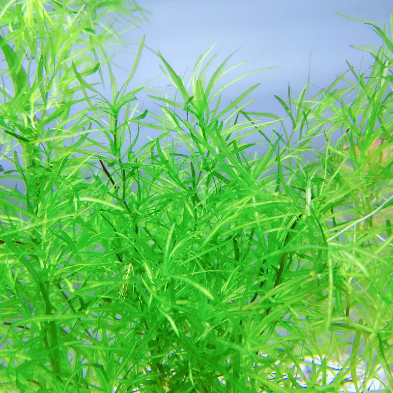 印度小竹节竹节草真水草水族箱鱼缸造景观赏新手懒人阴性水草繁殖 小