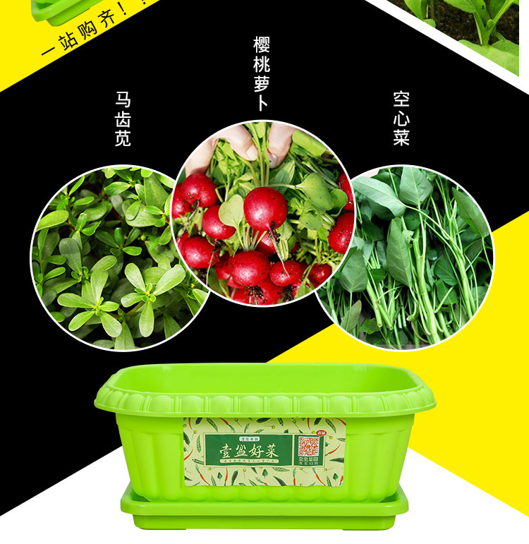 樱桃萝卜蔬菜种子土培蔬菜籽种菜盆栽香菜芹菜冰菜油菜儿童幼儿园小