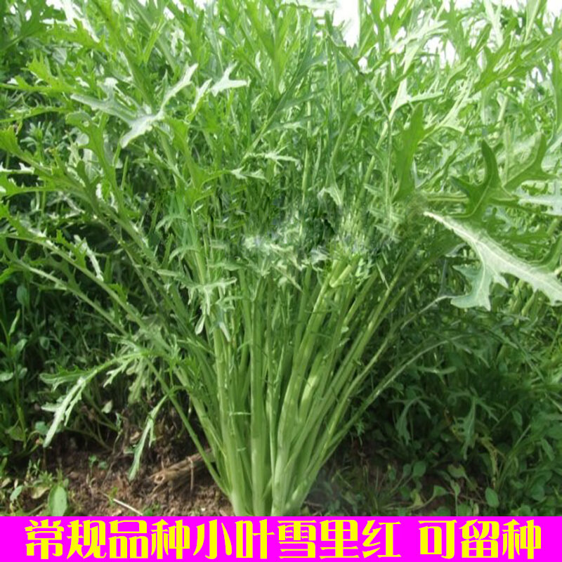 雪里红菜籽种子细叶雪菜咸菜蔬菜种孑农家秋季冬天种植大叶雪里蕻大叶
