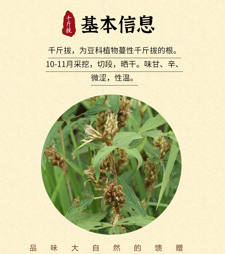 北京同仁堂野生千斤拔一条根中草药蔓性千金拨尾钻地风中药材500g