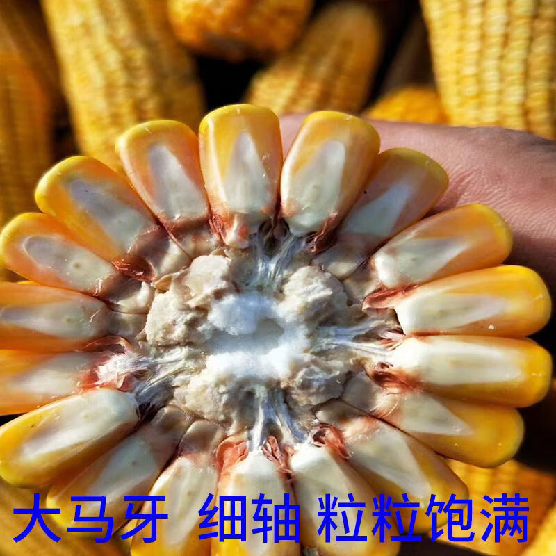 農大372377雜交玉米種紅軸細軸抗病抗到高產棒大高產抗病軸細農玉164