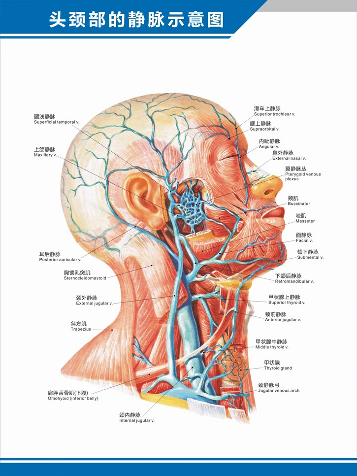 科室掛圖 人體血管分佈圖肝門靜脈盆腔解剖圖中英文醫學醫院科室海報