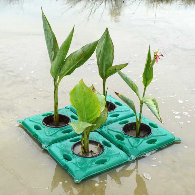 生态浮岛水上河道绿化种植人工生态浮床水面植物水稻蔬菜种菜浮板 水