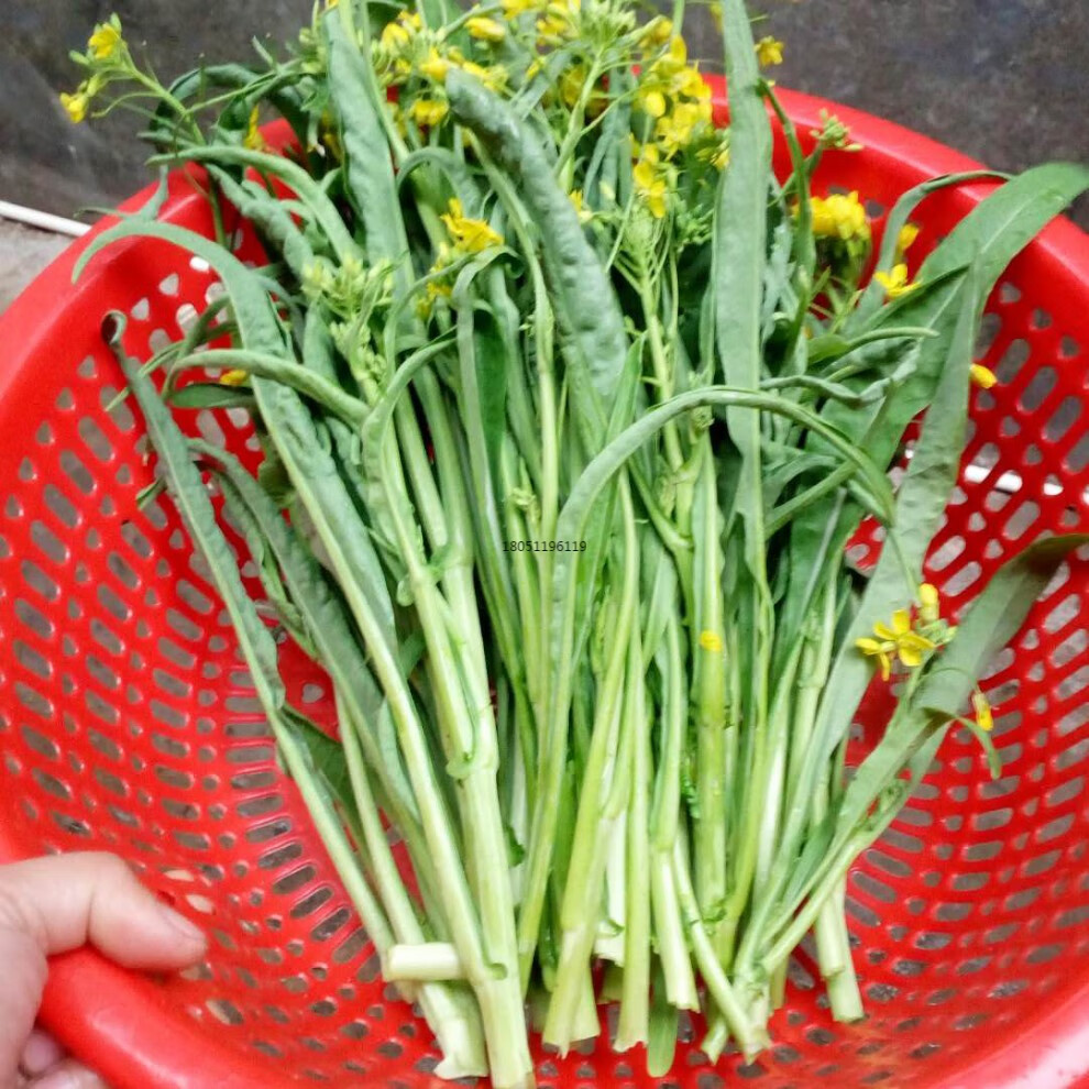 甜菜心种子红菜苔白菜心柳叶菜心增城迟菜心芥蓝春秋盆栽菜籽 大包