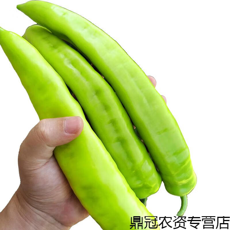 菜友萧新皇贵妃黄皮椒种子大果牛角椒辣味浓郁辣椒种籽羊角椒辣椒种苗