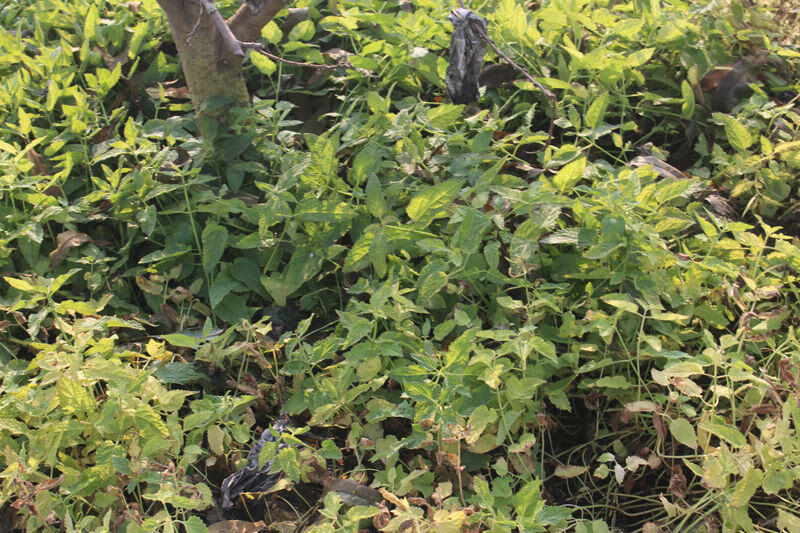 新鲜地环宝塔菜小个螺丝菜甘露种子草石蚕地牯牛玉葫