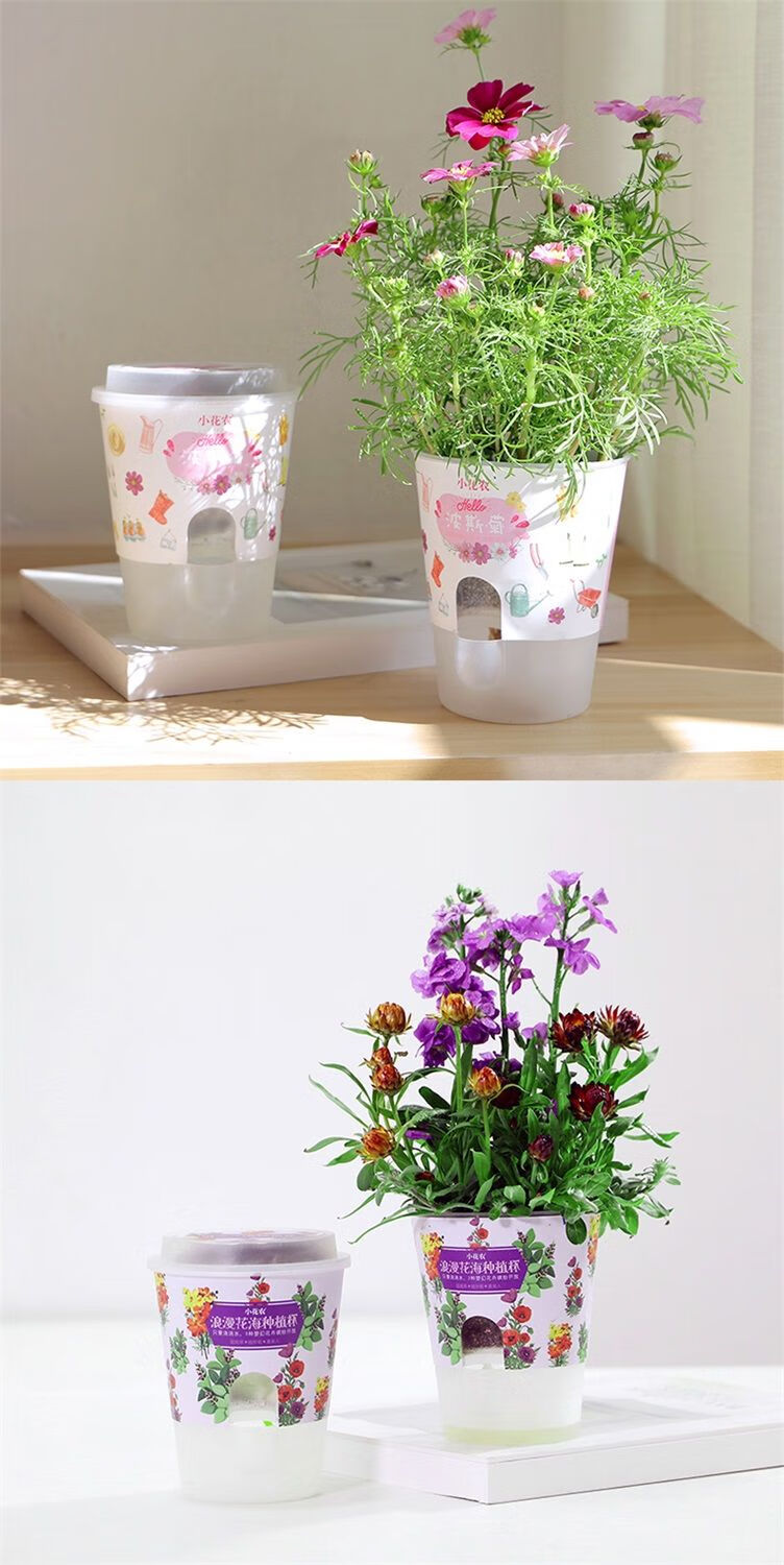 精选现发小花农儿童植物小盆栽幼儿园创意迷你diy罐头花魔豆种子开心