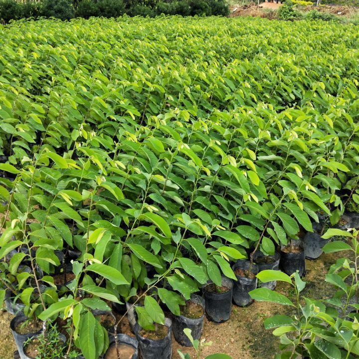 祉鹿释迦果树苗番荔枝苗番鬼荔枝嫁接当年结果南方种植盆栽果树80厘米