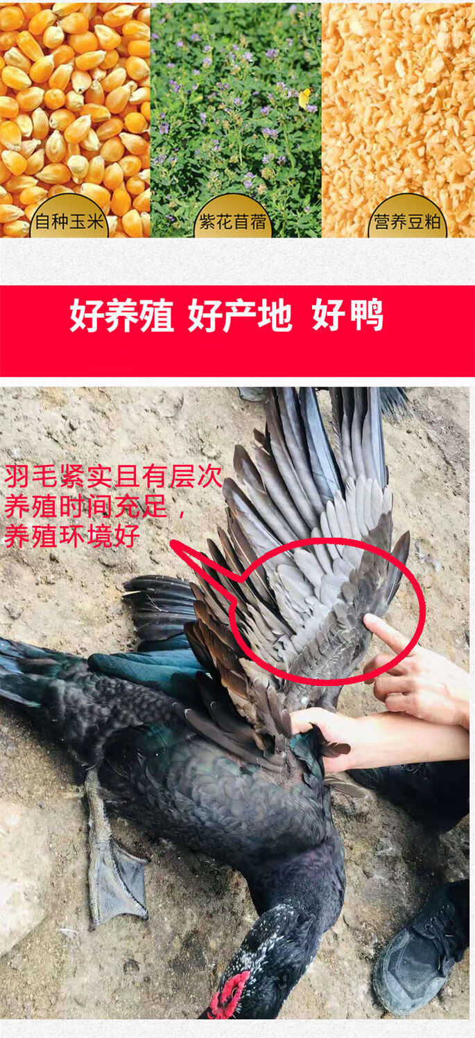 现宰现发正番鸭麝香鸭巴西鸭洋鸭黑羽番鸭白鸭田鸭现宰公鸭一只7斤