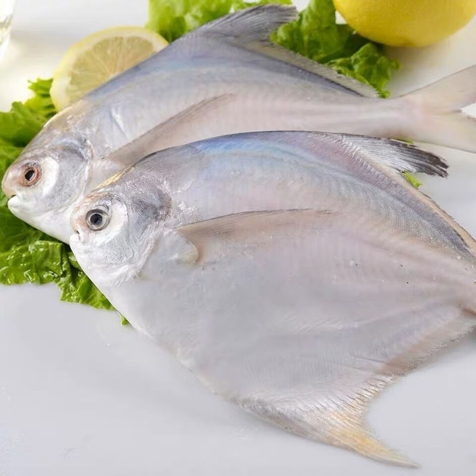 1斤1条东海鲳鱼新鲜冷冻薄冰保鲜白鲳鱼银鲳鱼海鲜水产腾旺纳跃2条约2