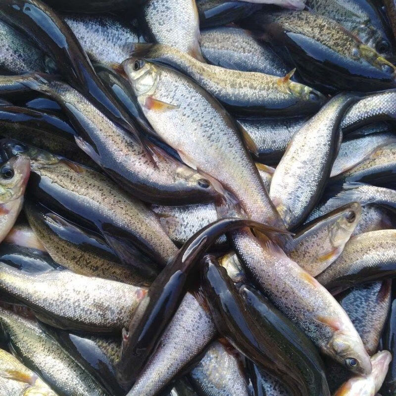 黑龙江特产淡水鱼野生鲜活柳根鱼红赤子小杂鱼 3斤小号野生柳根鱼每斤