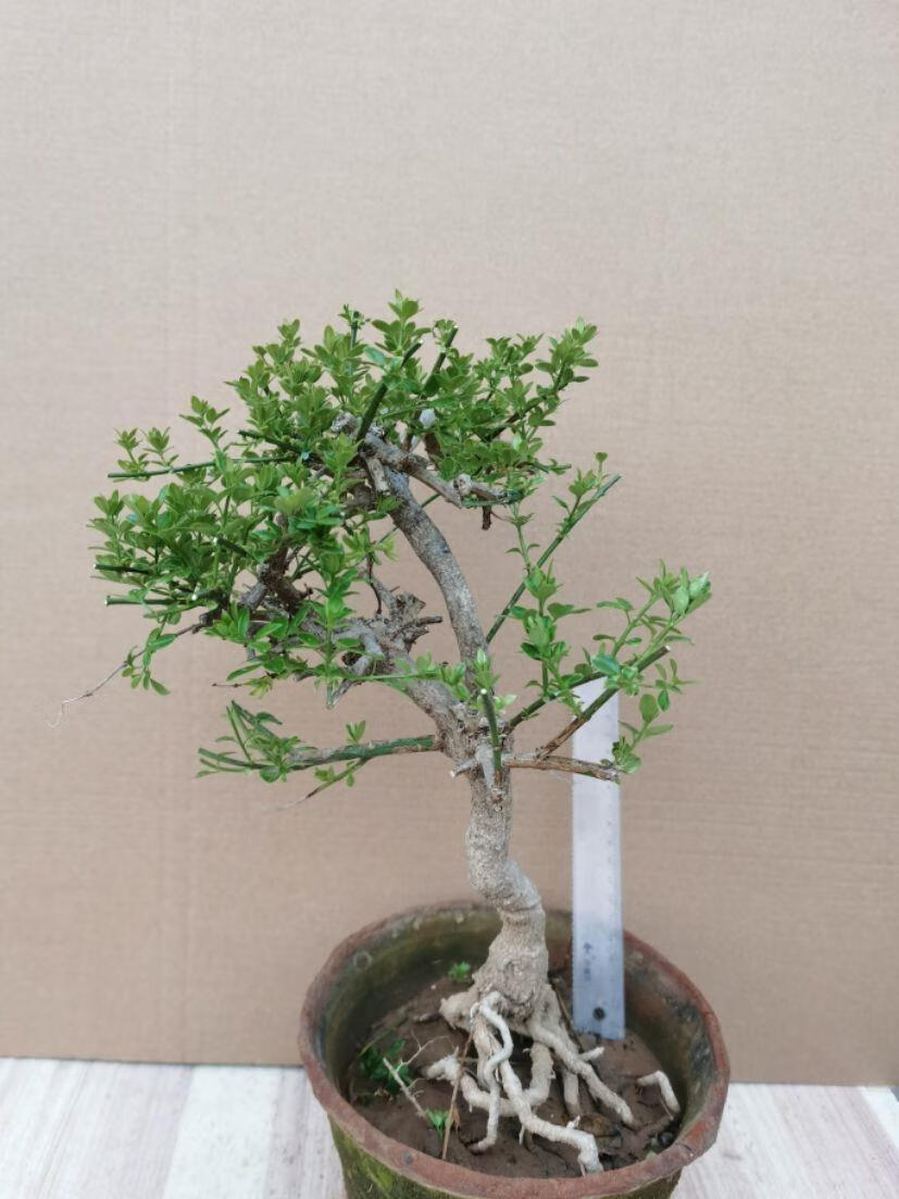 精品迎春花2厘米粗盆景一物一拍25号【图片 价格 品牌 报价】-京东