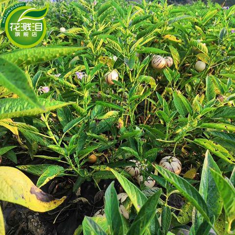 人参果苗盆栽奶香清甜果树苗圆果南北方阳台庭院四季种植人参果苗圆果