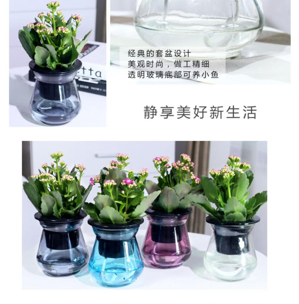 長壽花盆栽觀花植物室內開花綠植玻璃水培植物小盆栽鮮花 紫色加厚