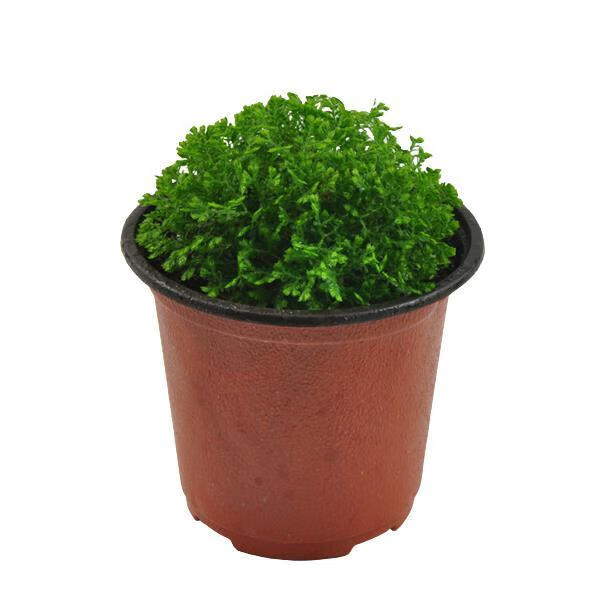 情人草蕨类植物幸福草吸甲醛净化空气室内桌面绿植盆栽花卉麦基乐花卉