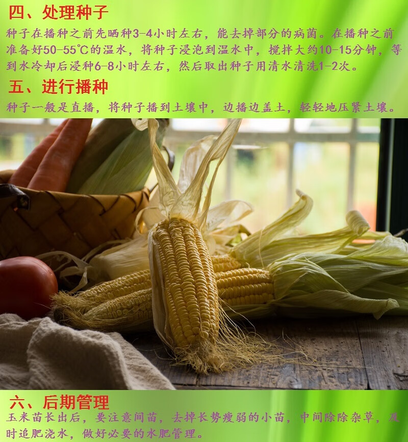大丰1407玉米种子简介图片