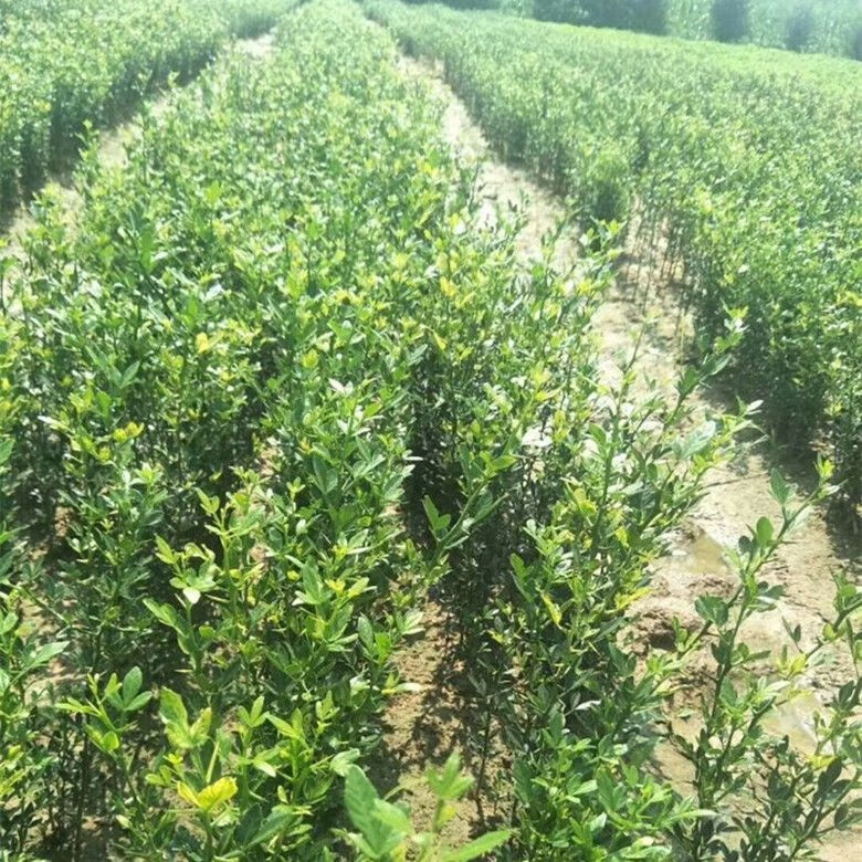 赤卉嫁接沃柑柚子橙砧木树香橙种子积橙枸橘红桔枳壳篱笆臭橘香橼种子