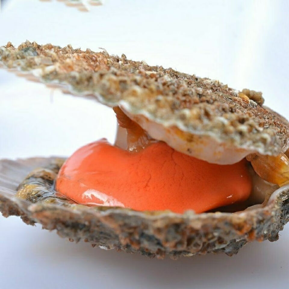 扇贝鲜活新鲜港湾贝带壳超大扇贝海鲜水产海捕贝类5斤偏肥带黄