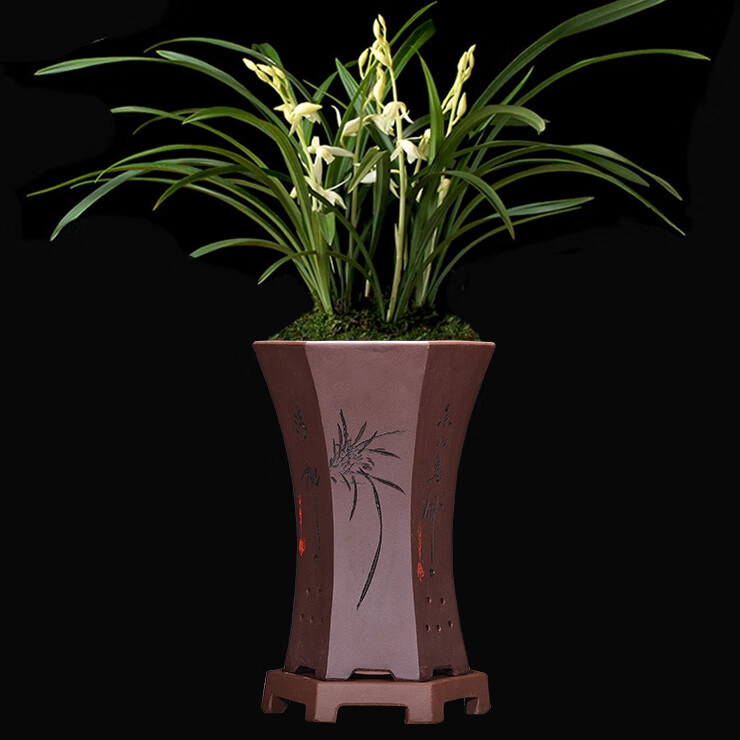 文心兰花盆精品紫砂君子兰带托盘兰草盆景陶瓷盆栽室内客厅兰花专用盆