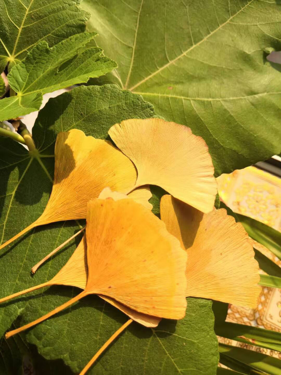 上新银杏树叶 新鲜树叶天然花手工 抖音玫瑰花 真树叶 标本新品 黄叶