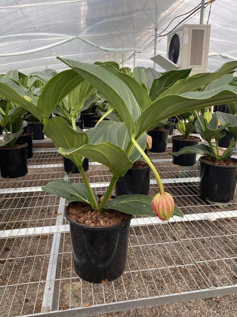 祉鹿 宝莲灯花卉荷兰进灯盆栽美丁花室内盆栽花卉开花小苗基地批发 3