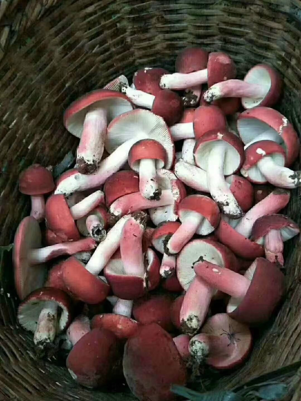 云南正宗红菇干货红菇蕾月子姑红椎菌红蘑菇新货红菇一斤装红菇100克