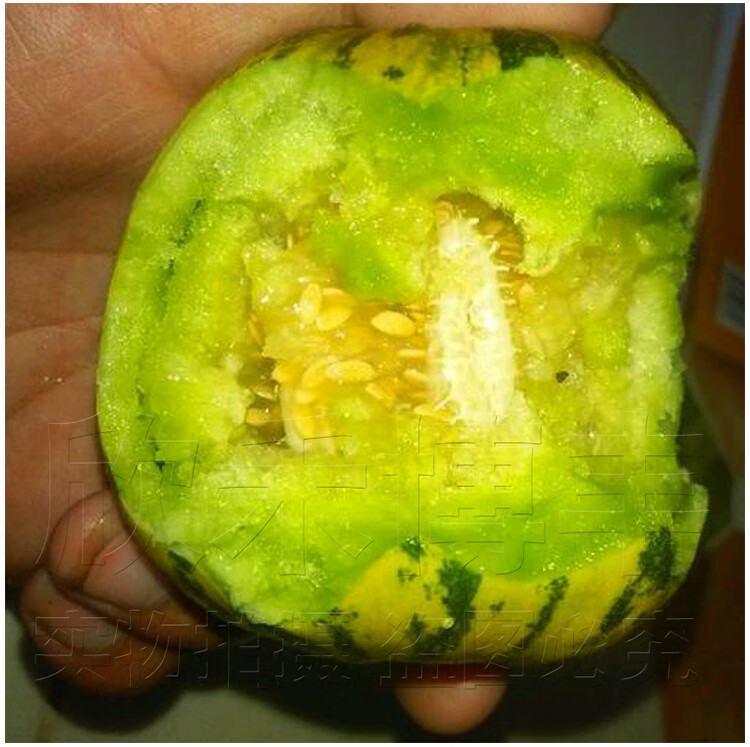 冰翡翠甜瓜种子羊角蜜香瓜种籽酥白沙蜜伊丽莎白四季春季水果种孑一品