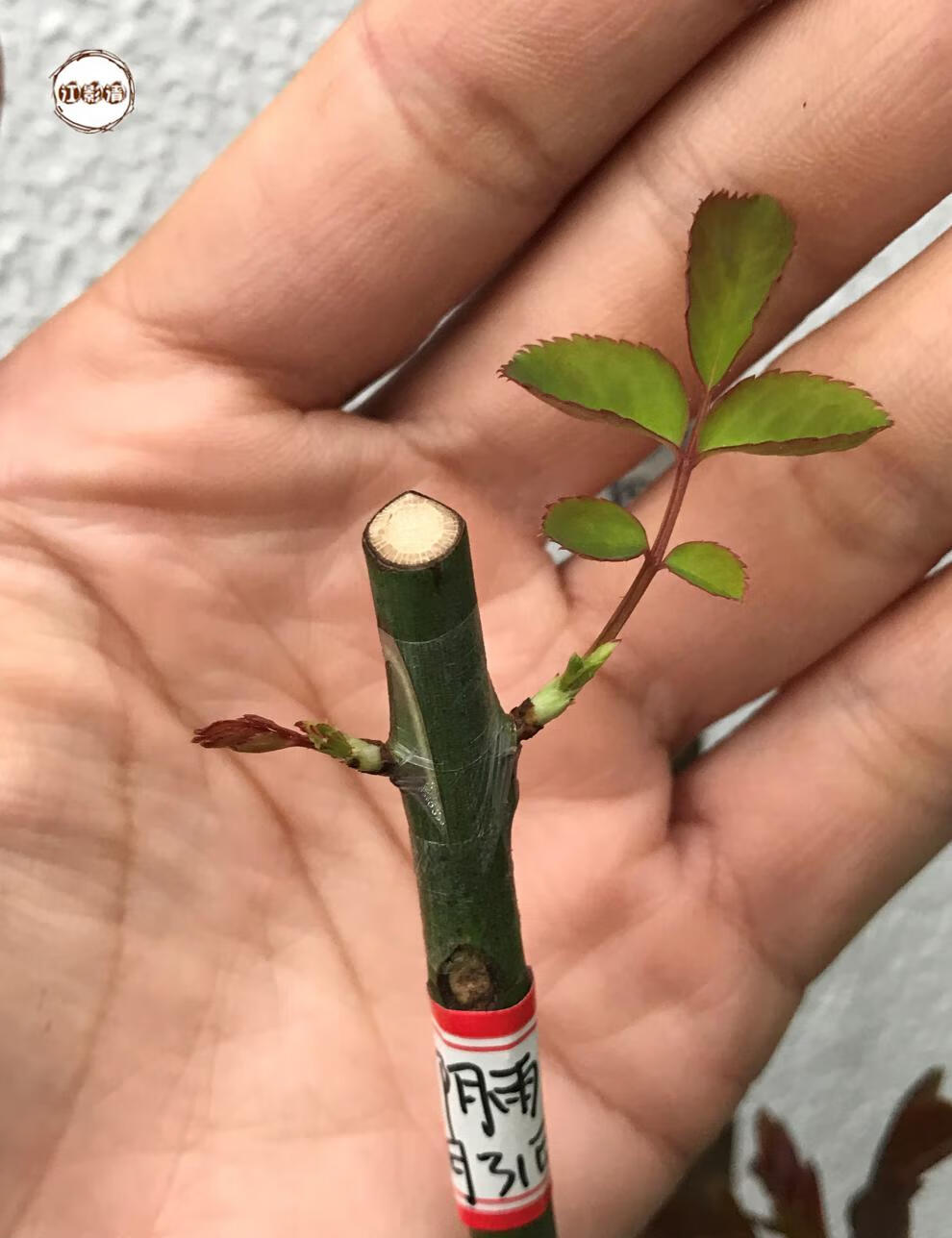 梦动糯米纸嫁接膜嫁接带透气防水月季芽枝接膜 2.