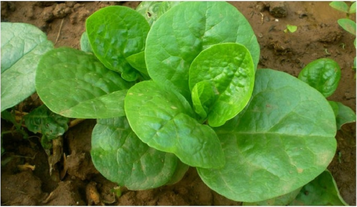 大葉木耳菜種子豆腐菜種子爬藤春季蔬菜種子農家蔬菜種子四季播種大葉