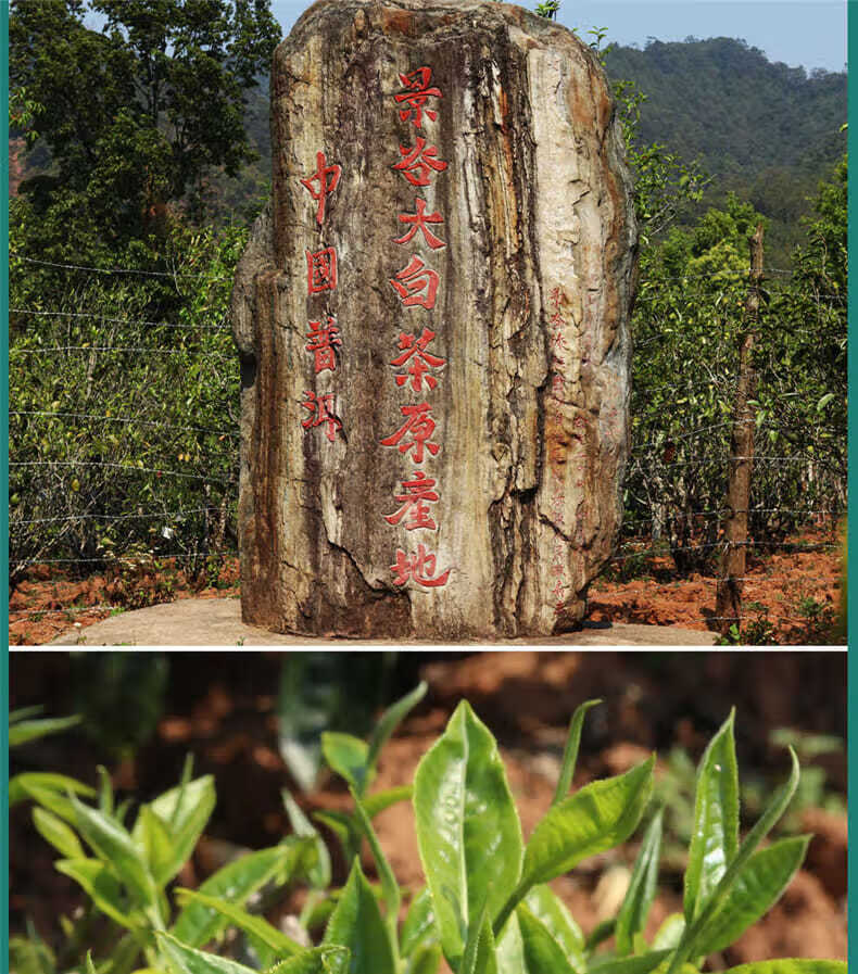 云南白茶普洱景谷大白茶月光白生茶月光美人早春茶357g七子饼茶生态级