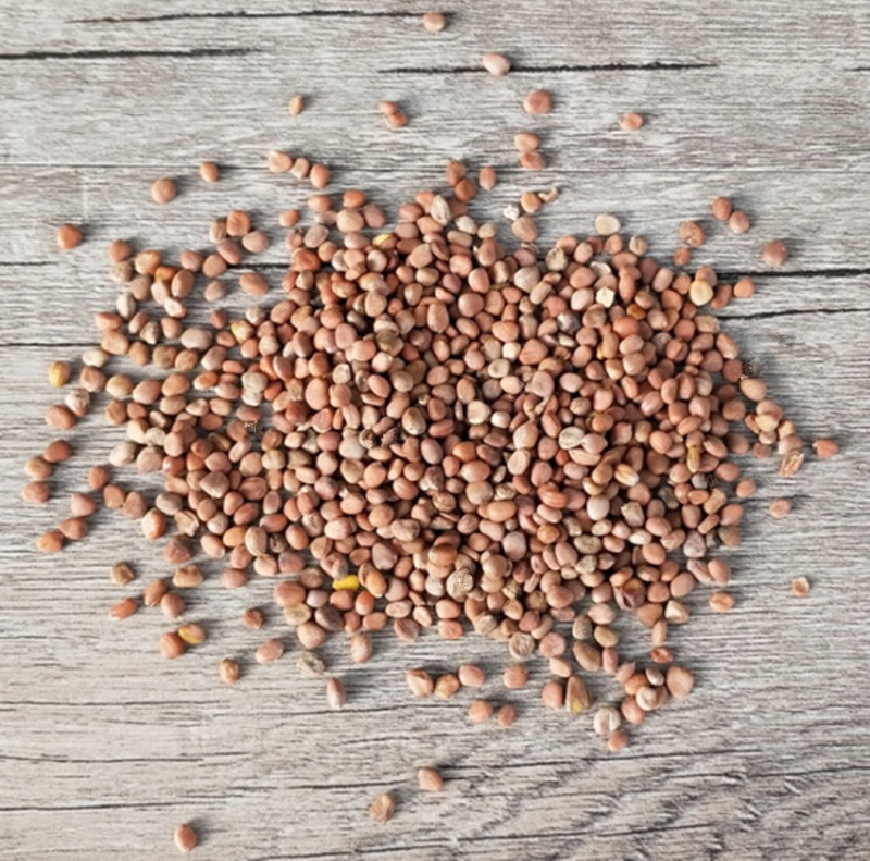 中药材生莱菔子500克 生白萝卜籽 本店另有紫苏子白芥子炒莱菔子