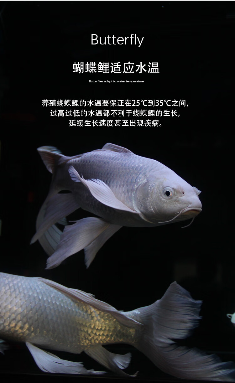 正宗蝴蝶鲤白金龙凤锦鲤蝴蝶龙鲤鱼观赏鱼冷水鱼活体 【贵妃】3-4cm