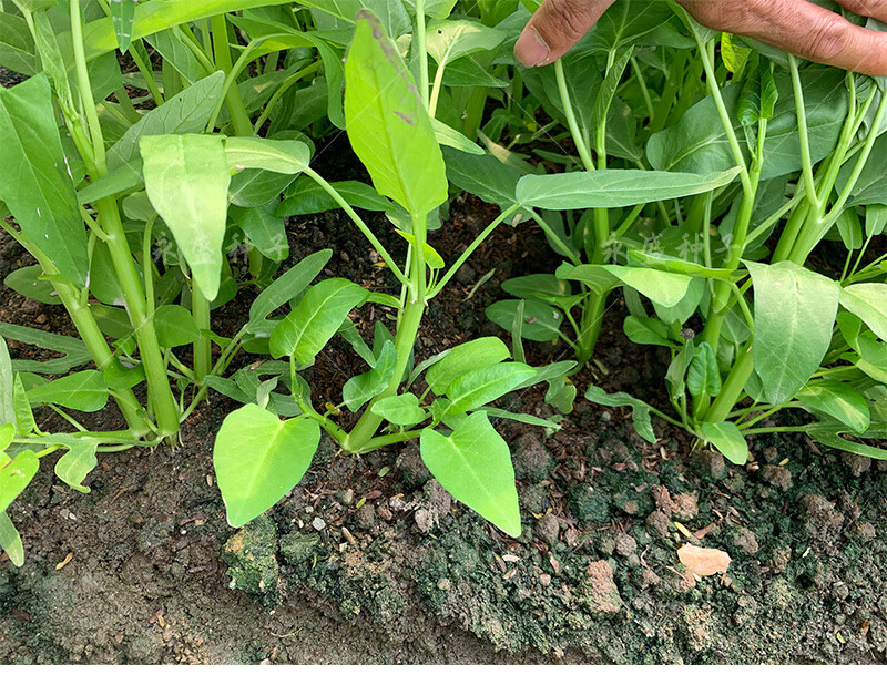 四季空心菜种籽大全大叶柳叶通心菜种子蕹菜阳台青菜籽种蔬菜种孑118