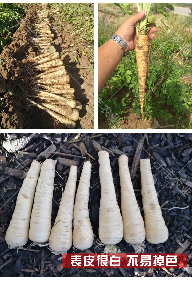 天津先优达欧洲引进特色萝卜种子欧防风白胡萝卜蔬菜菜籽春秋种籽象牙