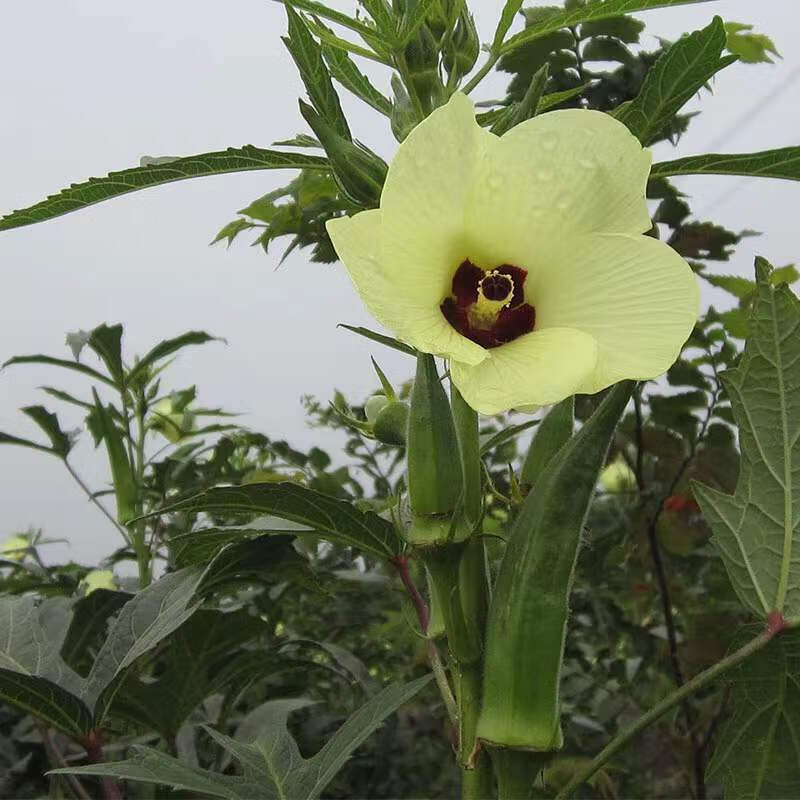 伟博新货秋葵花茶花草茶农家晒干秋葵花中药材山锦葵泡水养生秋葵花茶