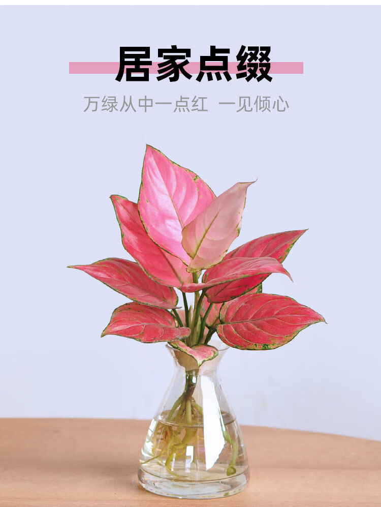 如意皇后吉利红盆栽办公室内吸甲醛小绿植懒人水培植物好养易成活