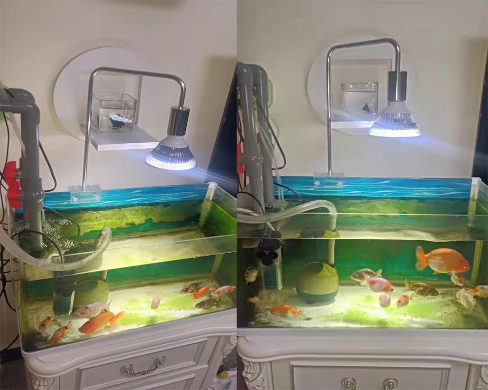 新款金鱼缸全光谱灯led全光谱爆藻灯e27螺口聚光鱼缸水草灯金鱼缸补光