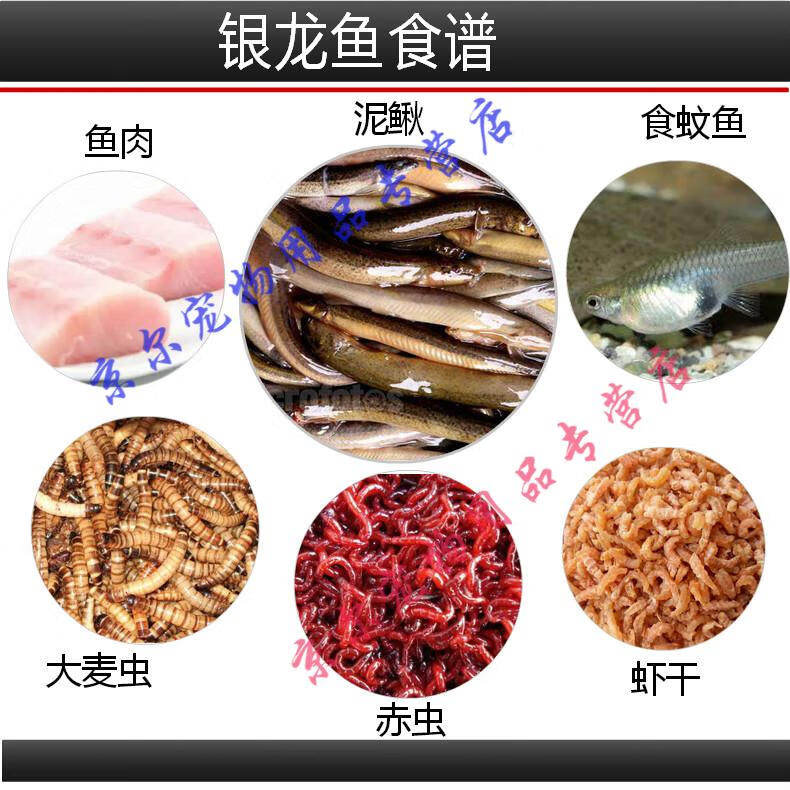 热带观赏鱼红黄鹦鹉鱼地图猫鱼大型鱼套餐 17-18银龙2条【图片 价格