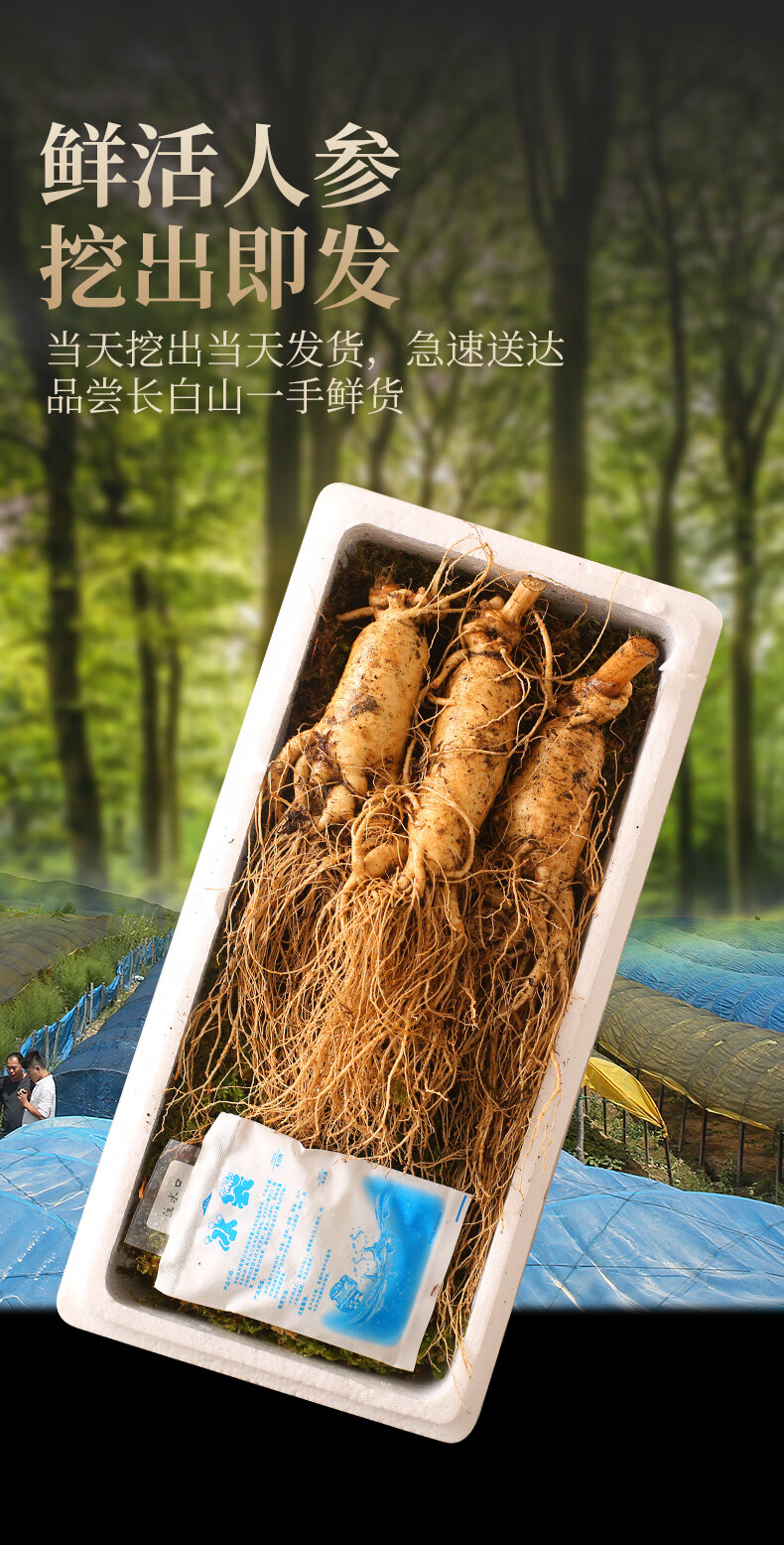 新鲜人参整支人叁片泡酒料野山参保鲜林下参十年大参3支半斤250g
