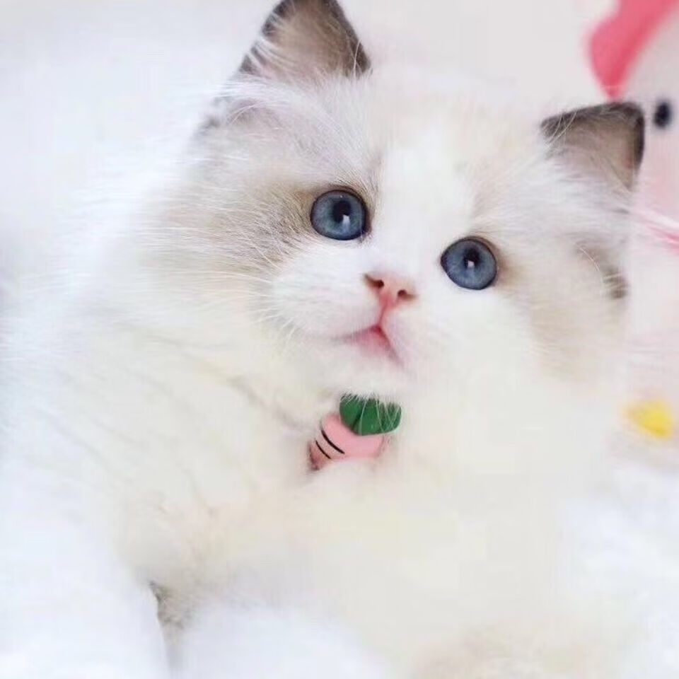 海双布偶幼猫蓝双重点色仙女猫幼崽小猫咪活物宠物猫咪 蓝猫混血猫咪