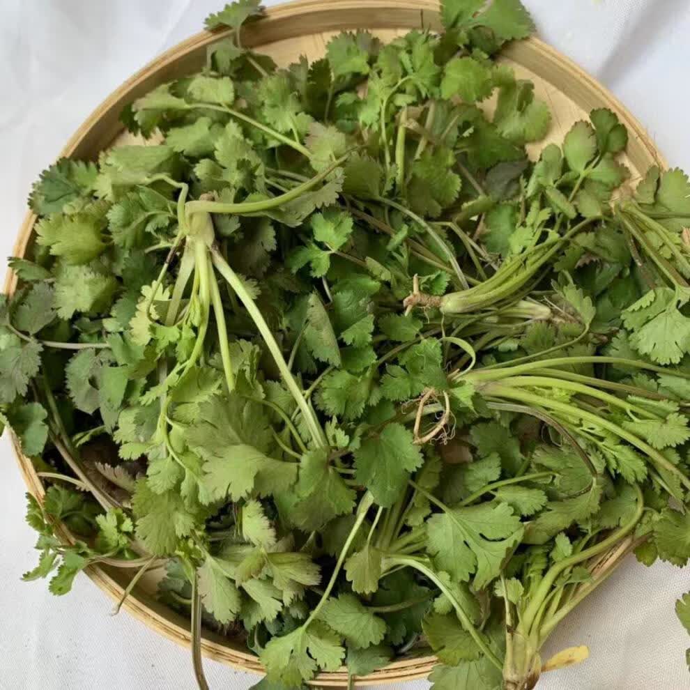冠季香菜新鲜蔬菜4斤和河南芫荽农家矮脚土香菜霜冻香菜红根香菜500g