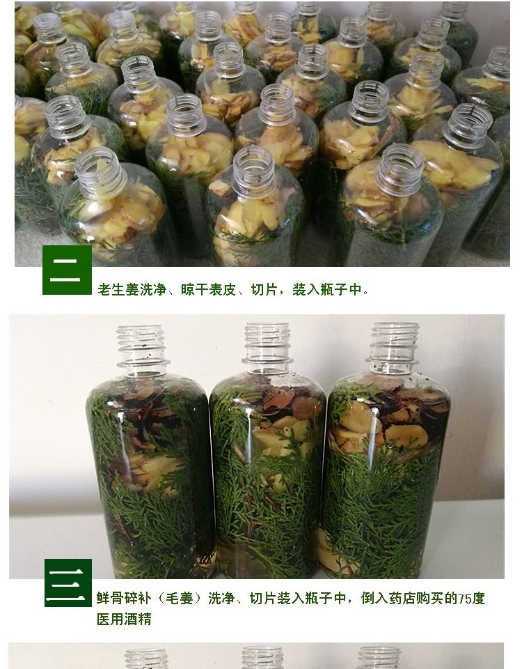 伟博乌发新鲜侧柏叶老生姜鲜骨碎补毛姜泡酒精 侧柏叶骨碎补老姜泡酒
