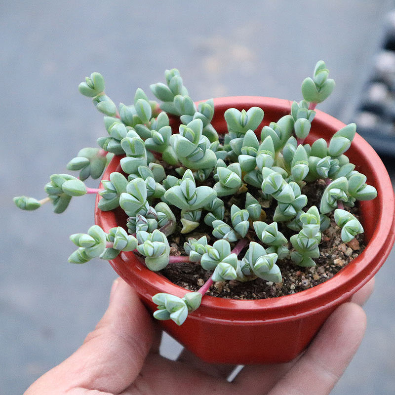 碧玉莲群生多头多肉植物盆栽肉肉新手植物办公室创意花卉绿植碧玉莲一