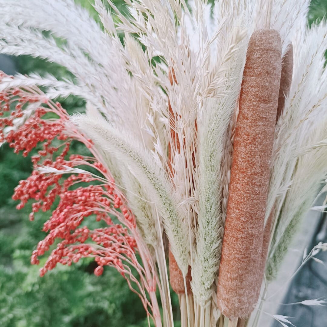 芊阙天然香蒲棒干花家居装饰摆件摄影道具水风干植物干枝蒲绒20支60