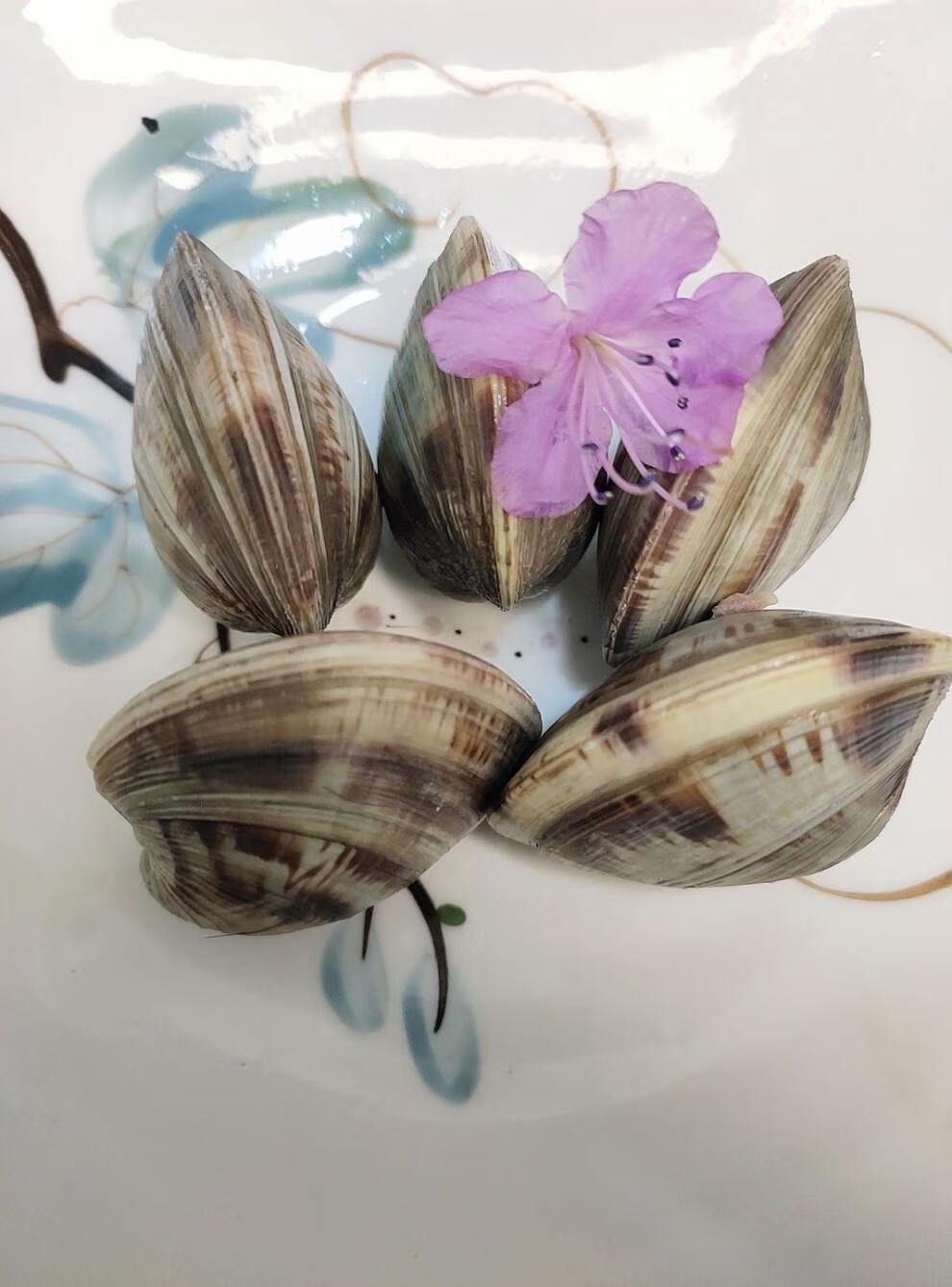 鲜活大蛤蜊铁蛤文蛤美贝四不像活海鲜连云港海鲜 4斤大个超爽每斤8粒