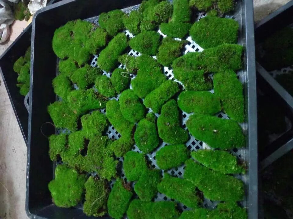 16，苔蘚微景觀青苔盆景裝飾造景植物鋪麪鮮活假山水陸缸diy室內綠植 人工大灰蘚10*10cm4片