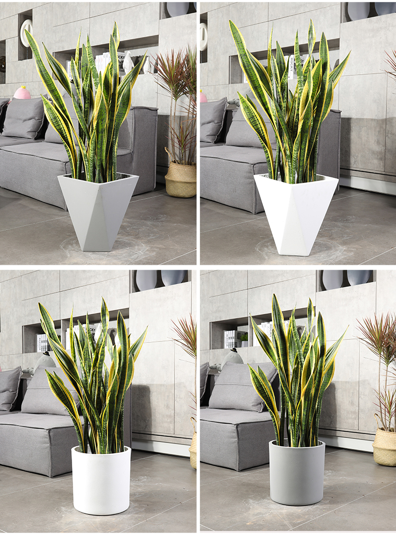 金边虎皮兰盆栽室内客厅吸甲醛懒人植物大型北欧绿植耐旱大盆栽虎皮兰