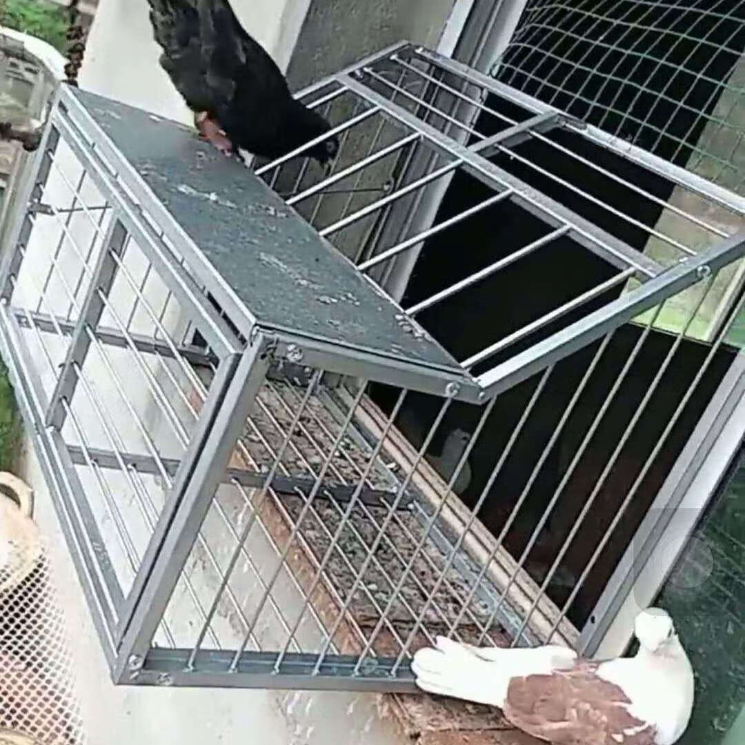 加密活络门鸽子跳笼/信鸽赛鸽用品用具/鸽棚鸽舍/放飞笼/只进不出跳笼